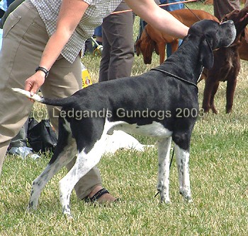 Limit Dog